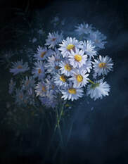 daisy flower oil Painting
